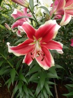 [5188 Flashpoint VWS No01.JPG]